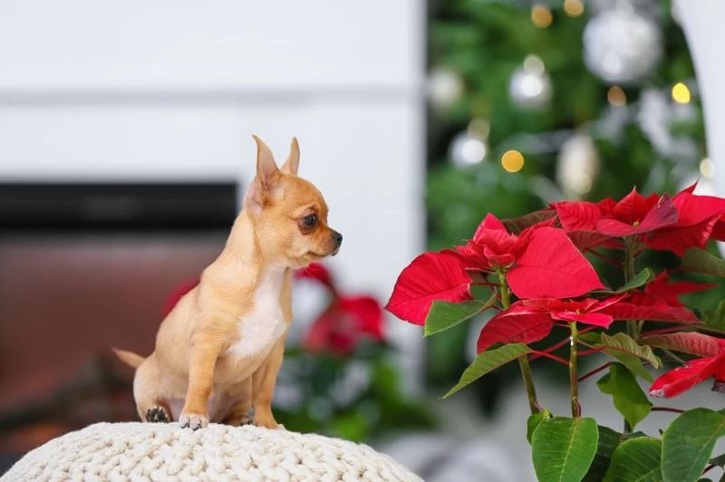 Are Poinsettia Poisonous To Dogs And Cats